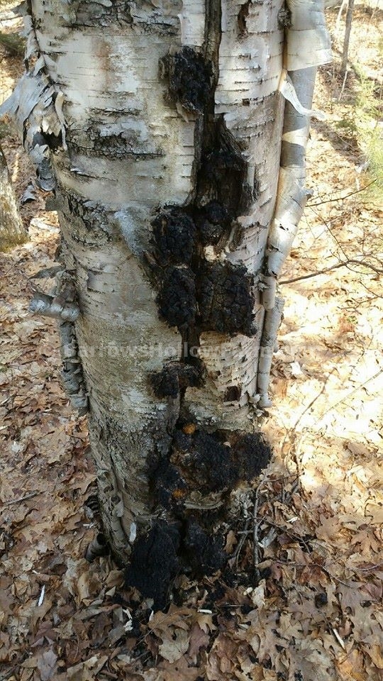 chaga in the wild
