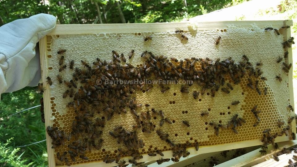 Frame from inside our hive.